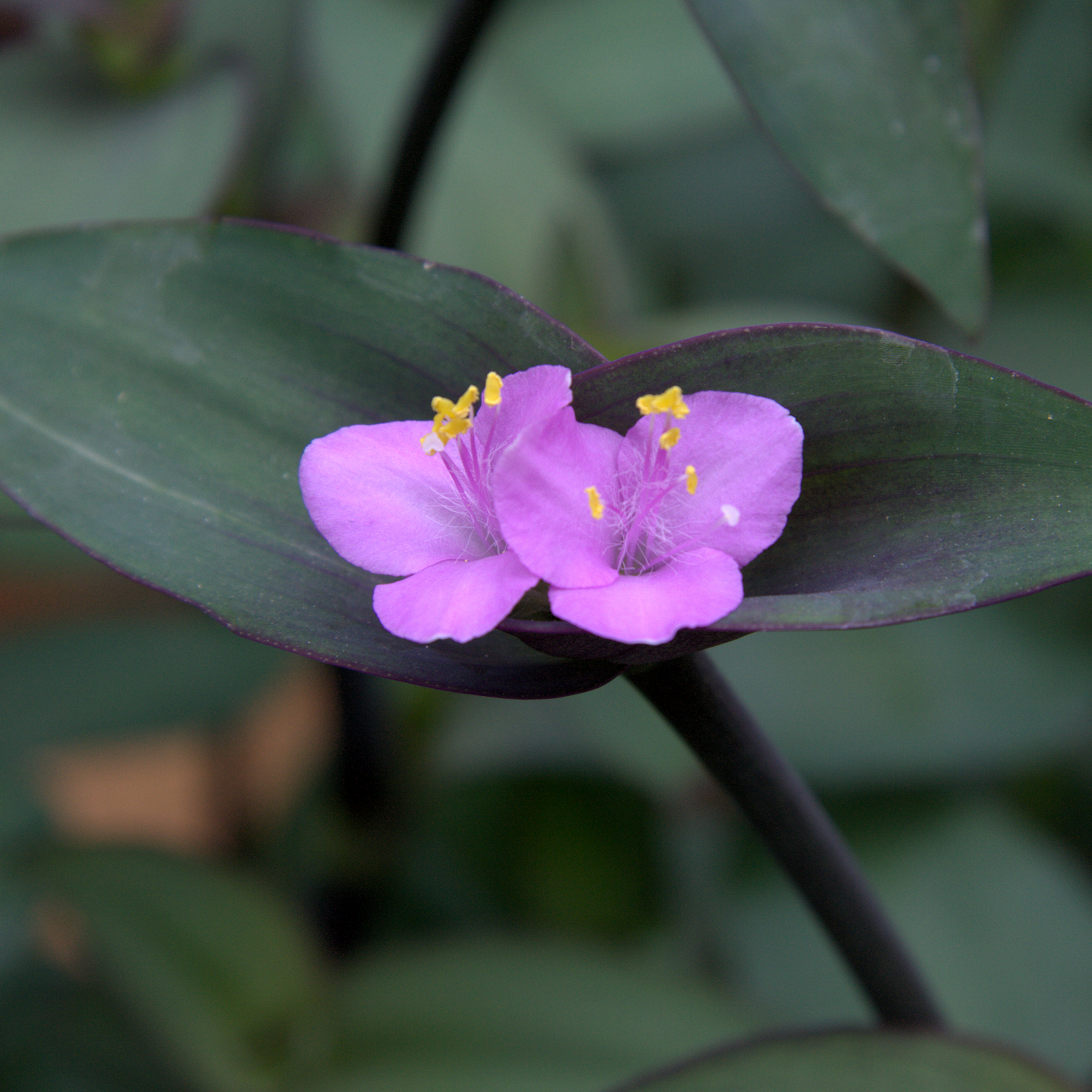 Tradescantia nanouk