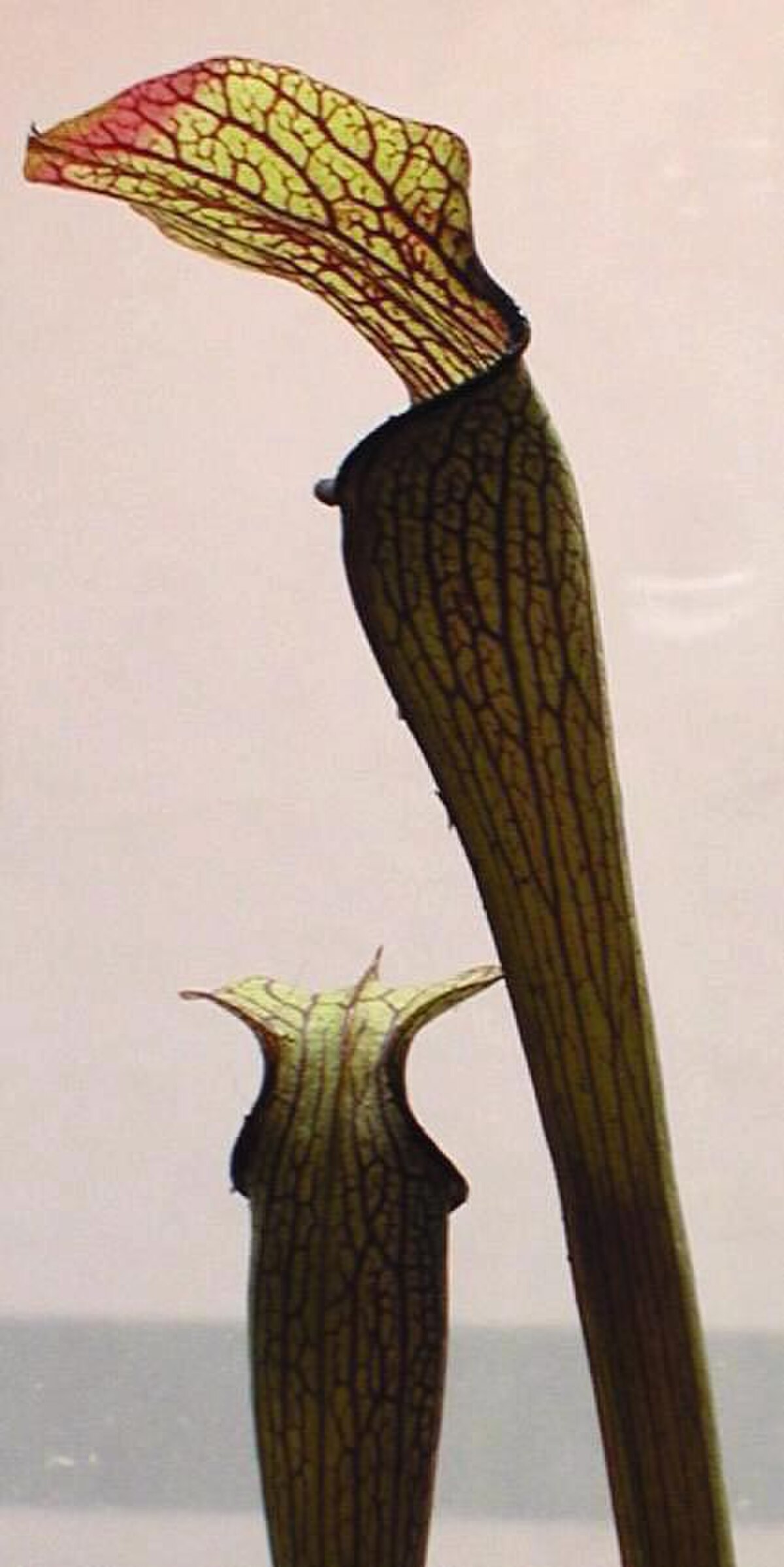 Sarracenia rubra