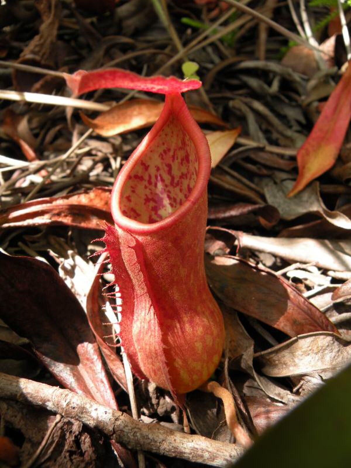 Nepenthes kerrii