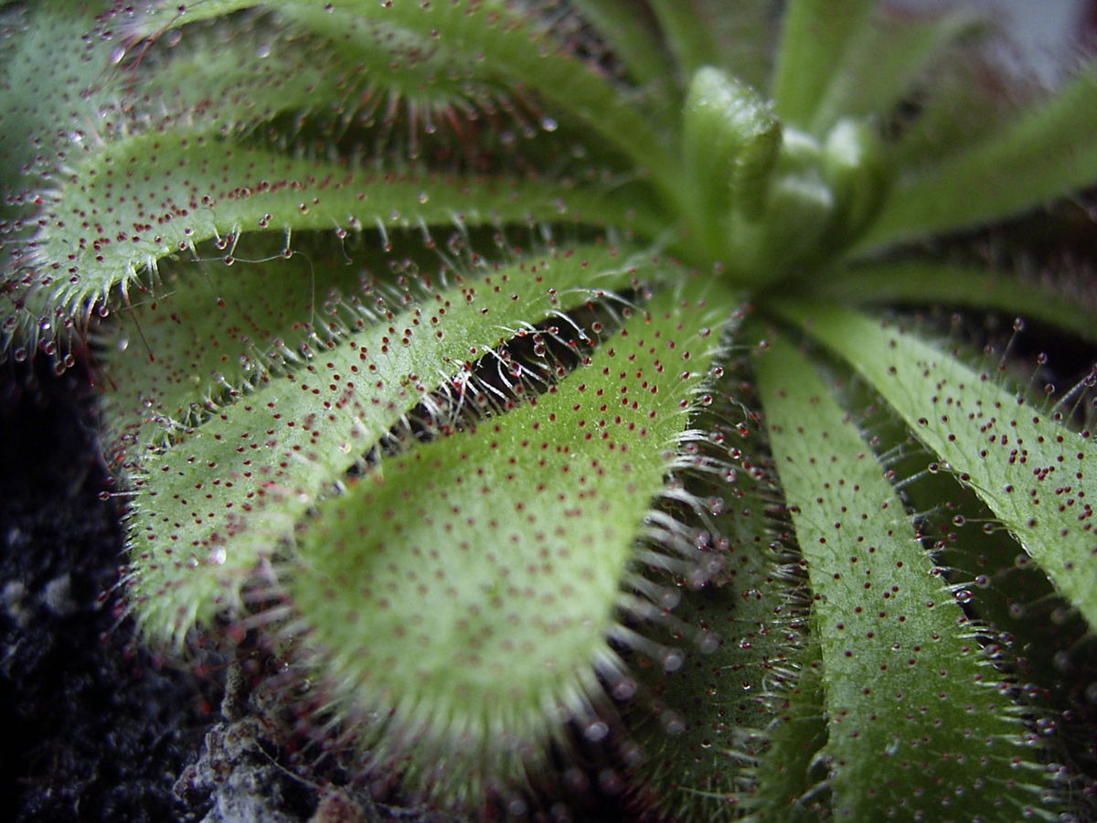 Drosera aliciae