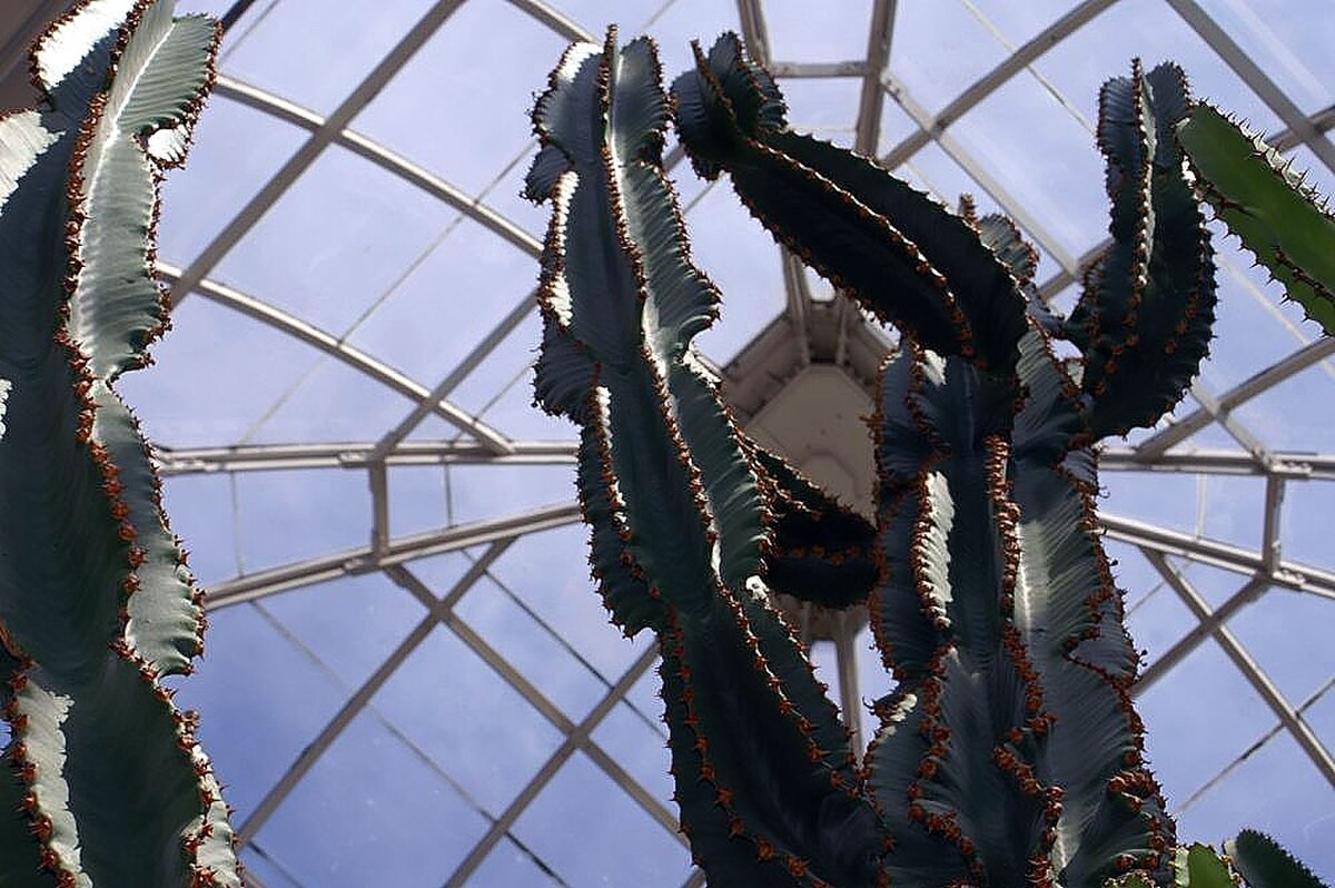 Euphorbia acrurensis