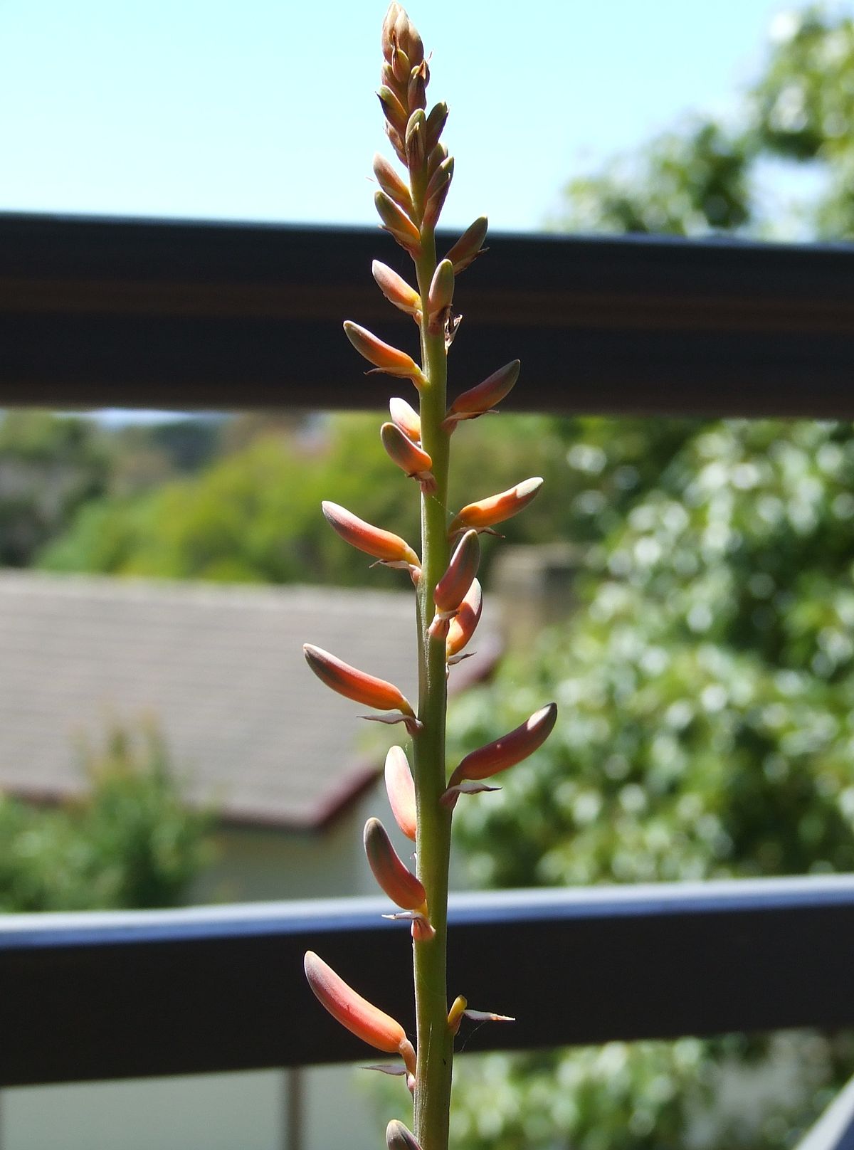 Aloe vera