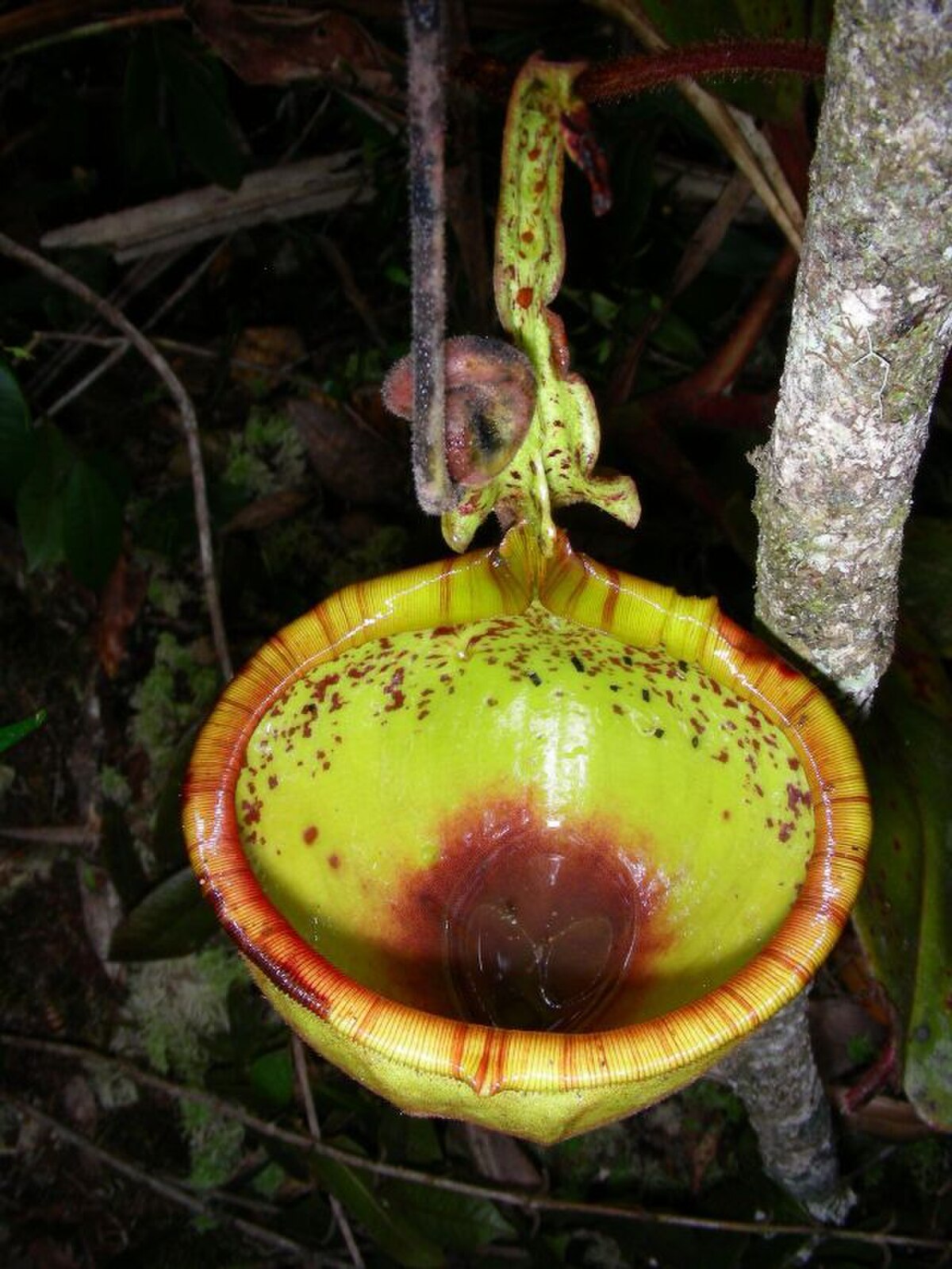 Nepenthes Eymae