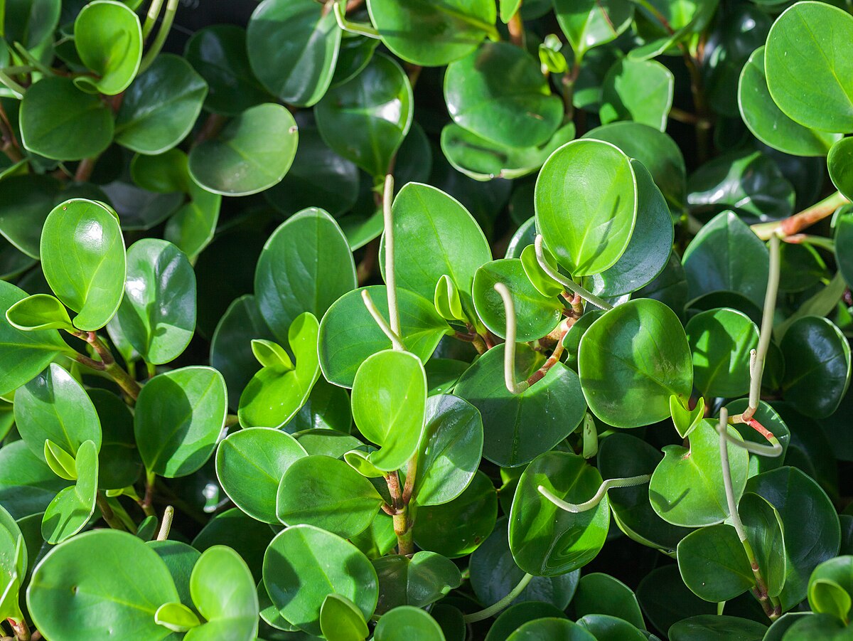 Peperomia obtusifolia