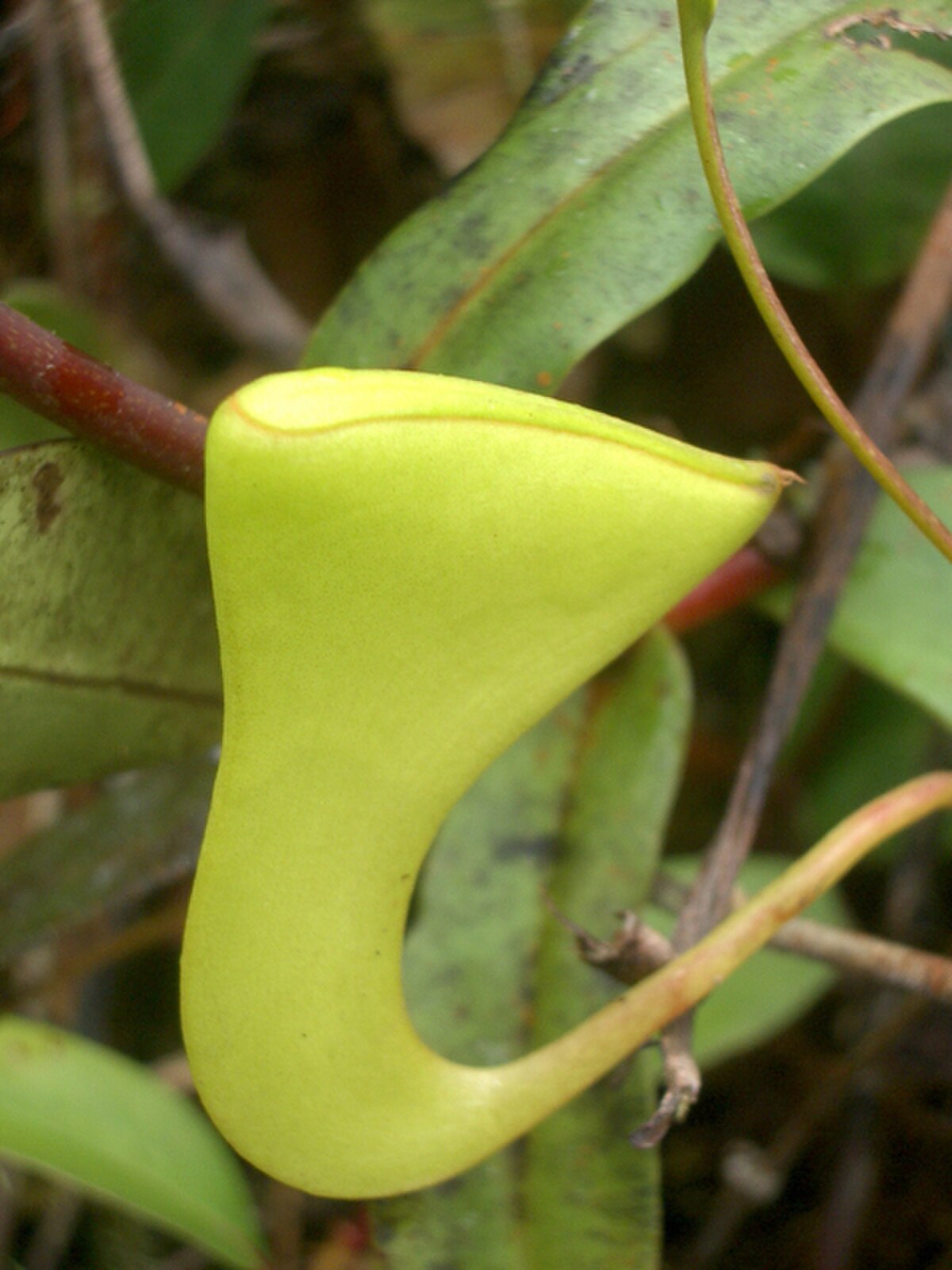 Nepenthes inermis