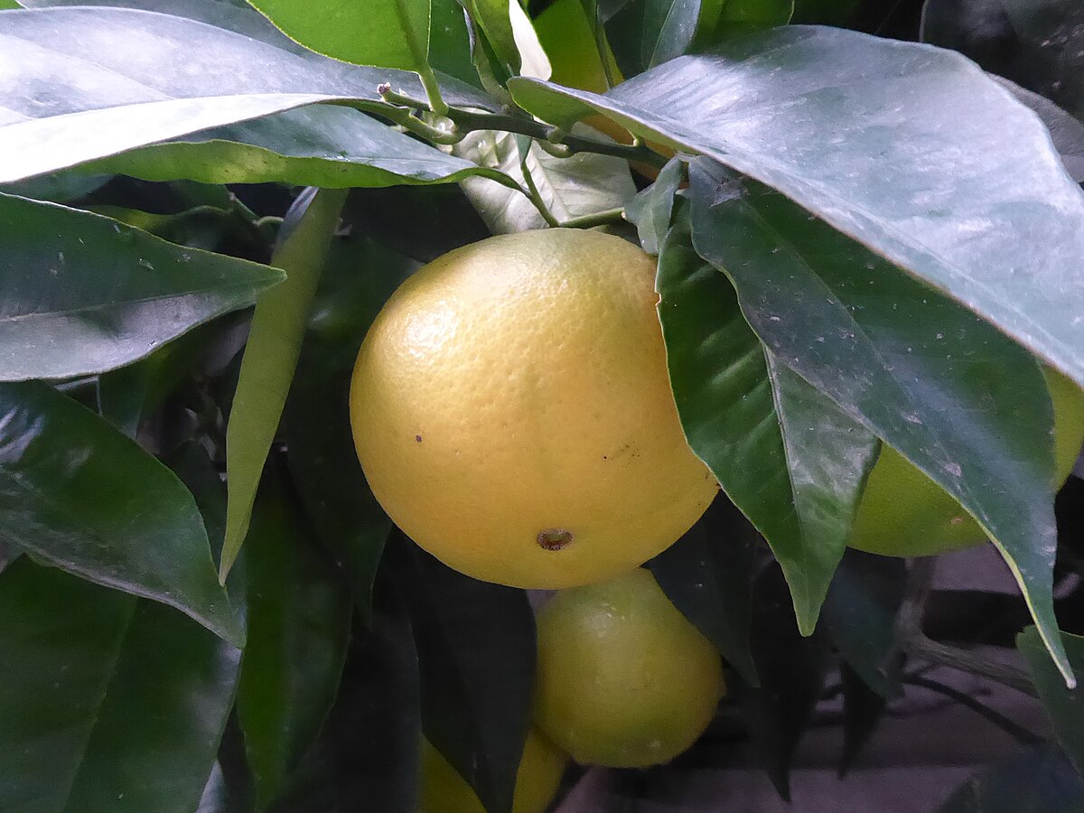 Citrus sinensis