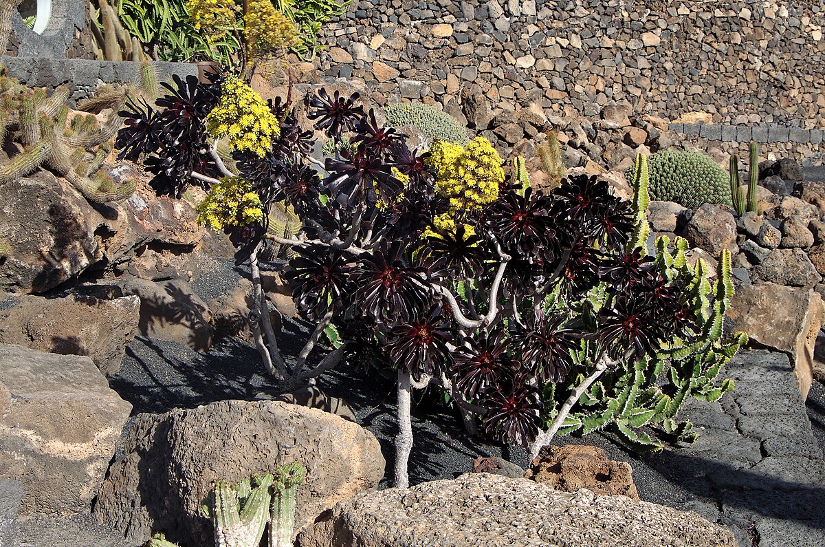 Aeonium arboreum