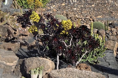 Aeonium arboreum