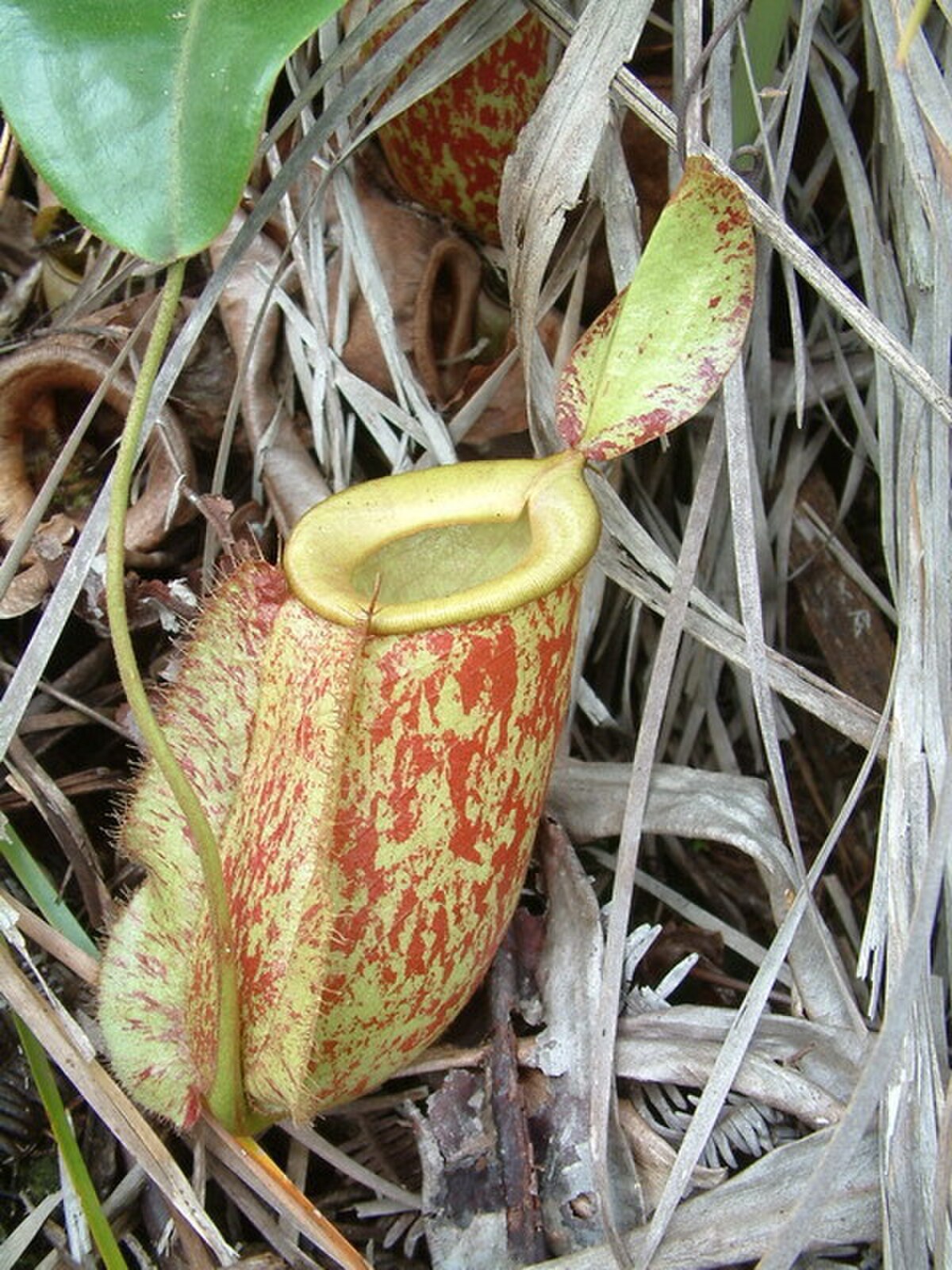Nepenthes Ampullaria