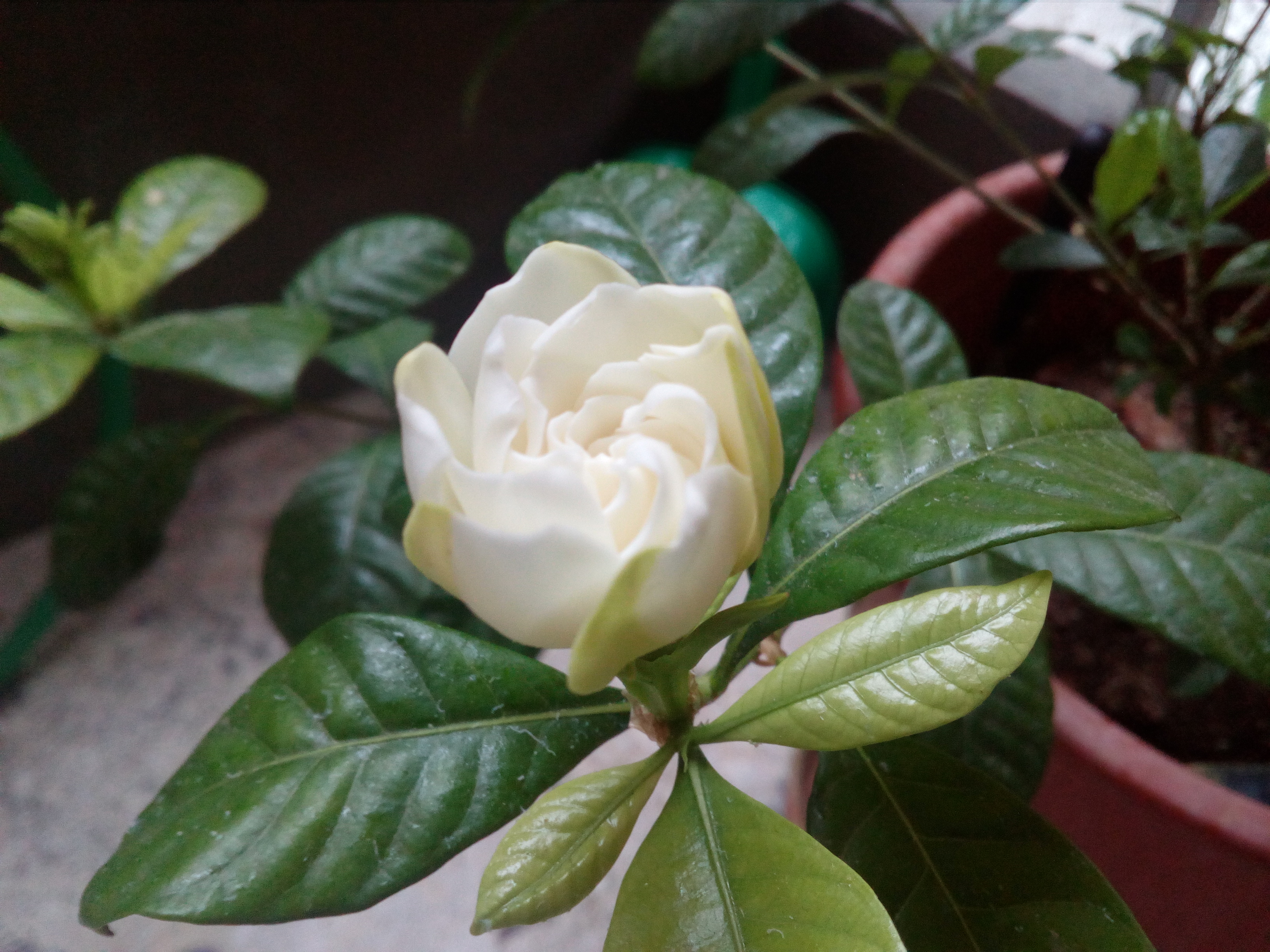 Gardenia