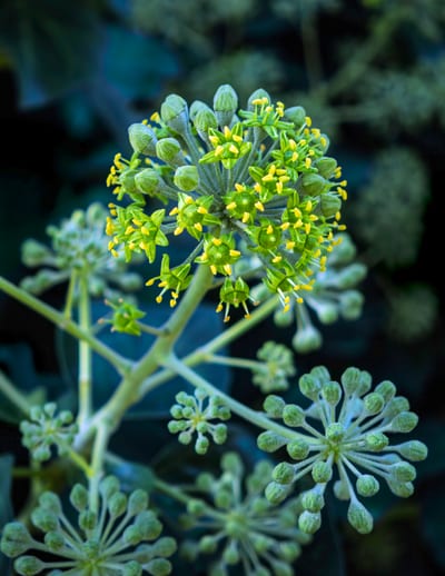 Hedera helix