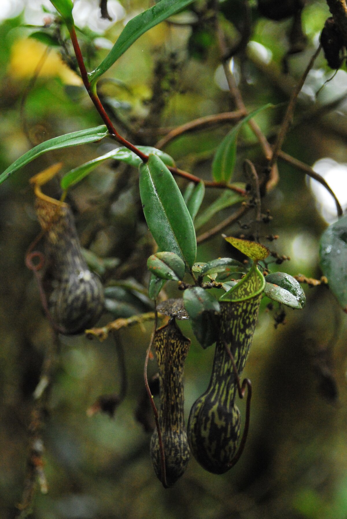 Nepenthes mikei