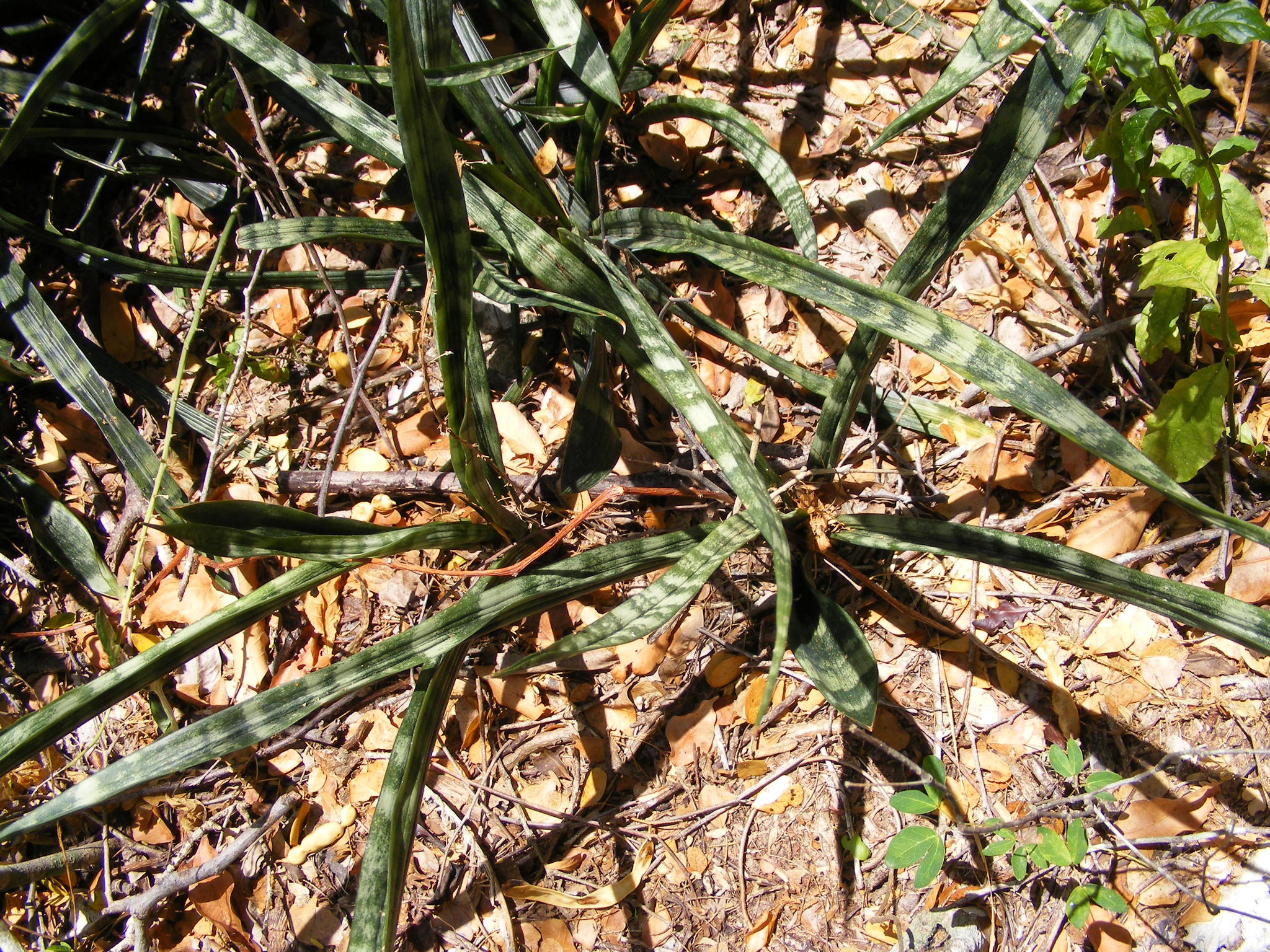 Sansevieria zeylanica — iNaturalist