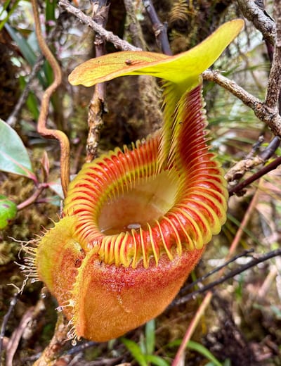 Nepenthes villosa