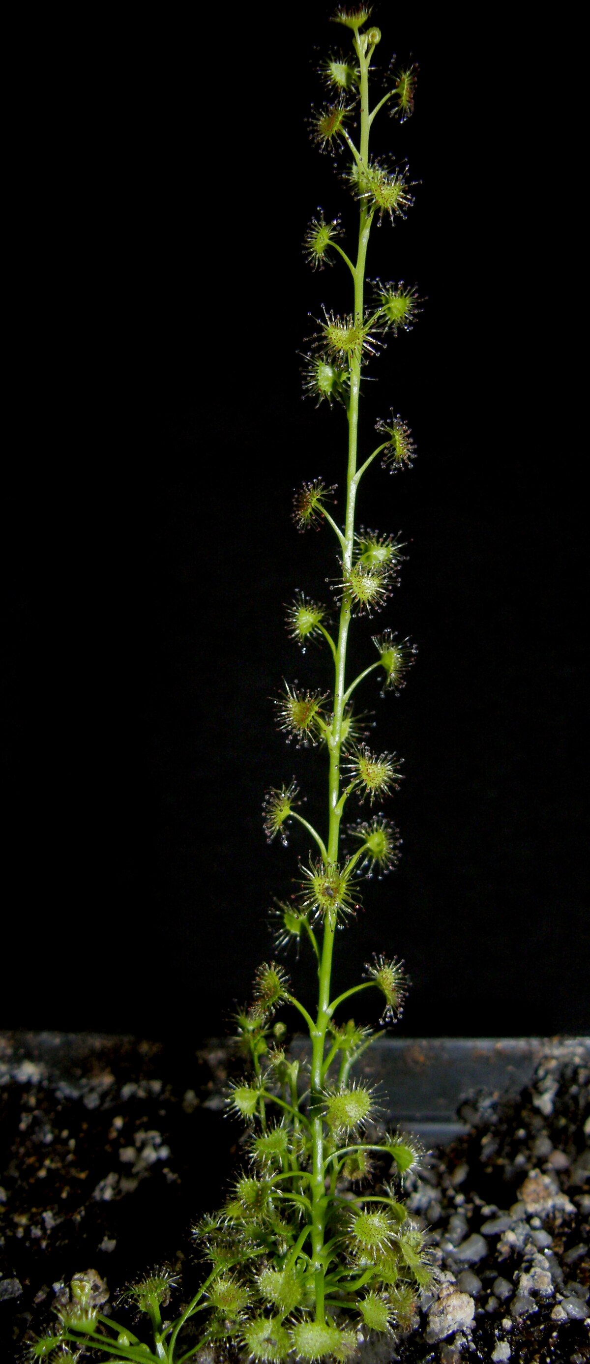 Drosera gracilis
