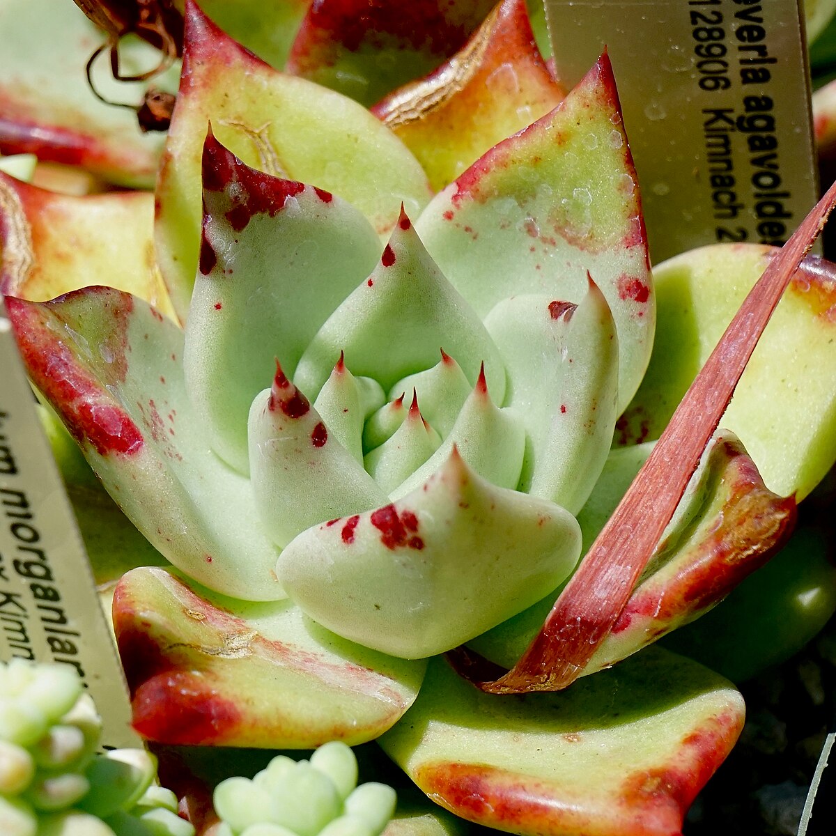 Echeveria agavoides