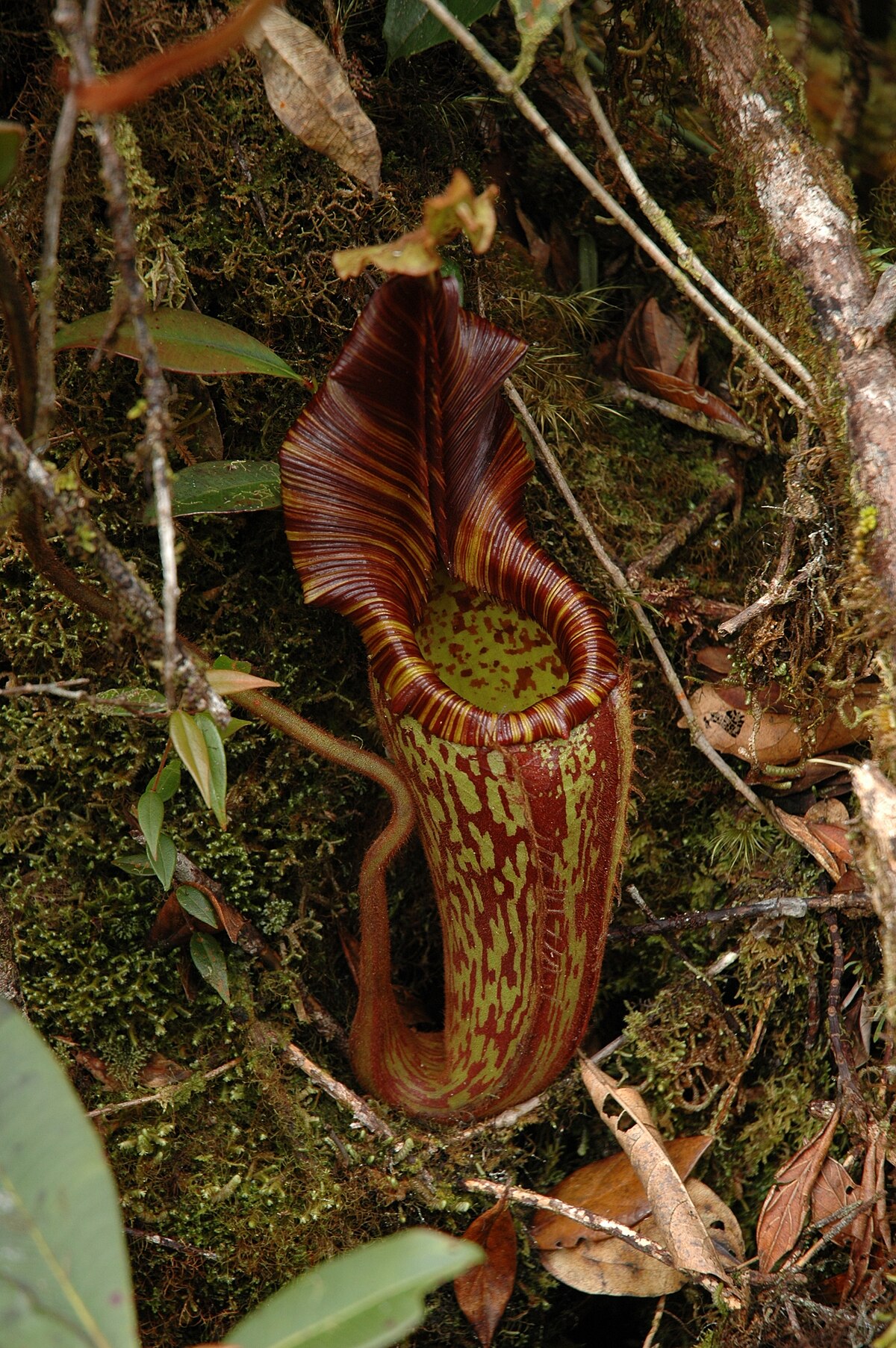 Nepenthes hurrelliana