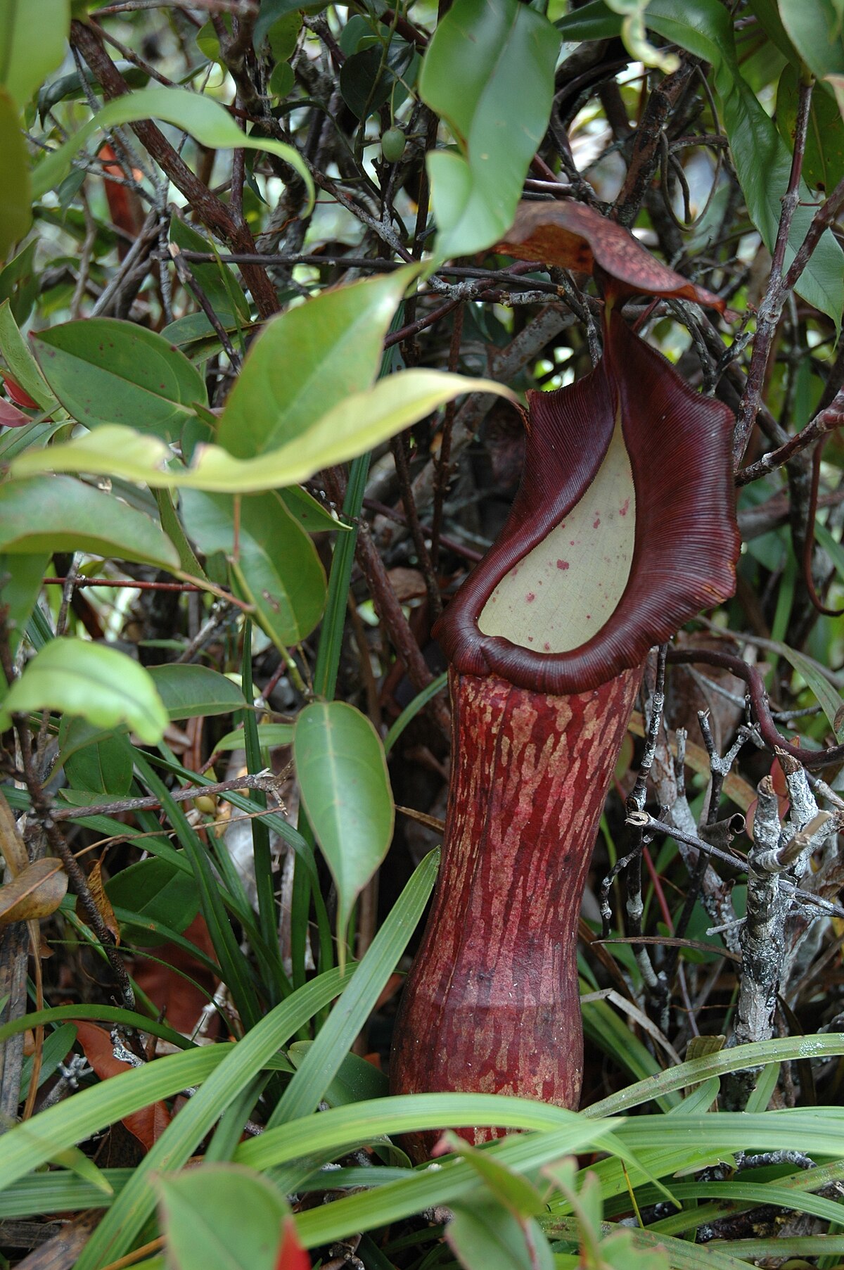 A lower pitcher