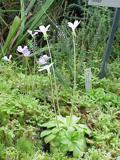 Pinguicula ehlersiae
