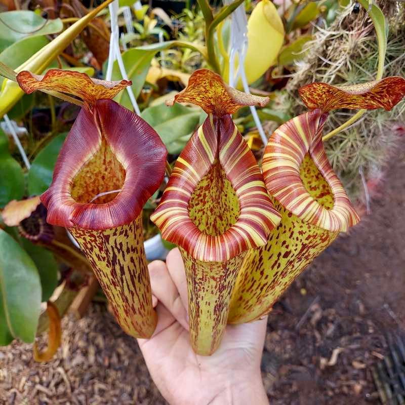Nepenthes LVTP ‘Riker’