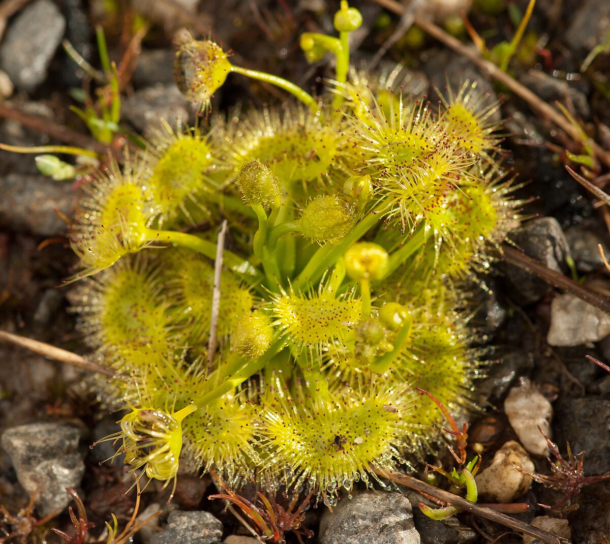 Drosera hookeri