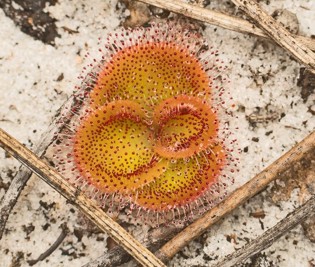 Drosera — iNaturalist