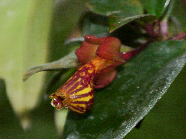 Nematanthus
