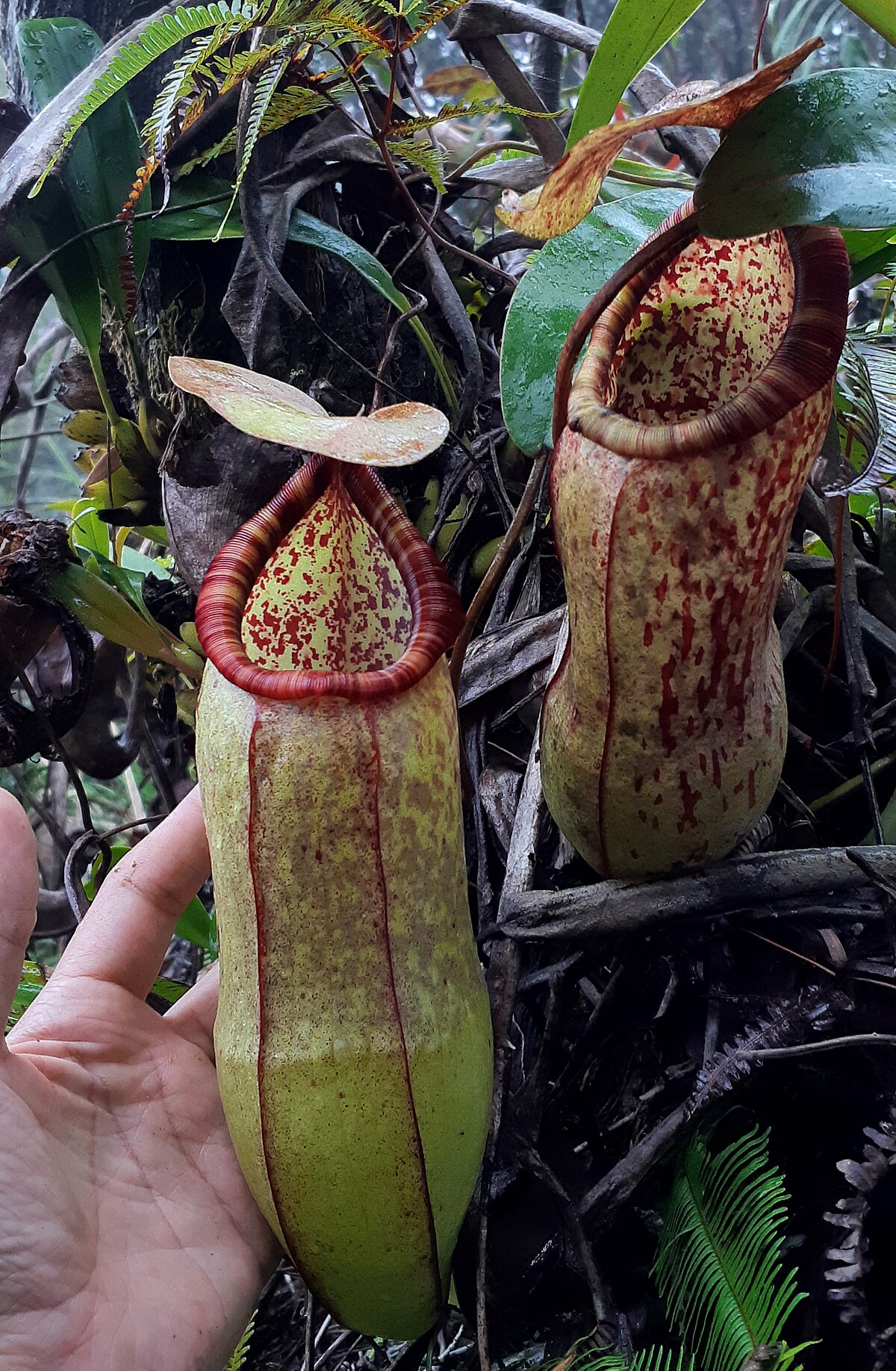 Nepenthes malayensis