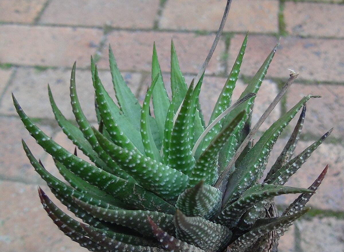 Haworthia fasciata