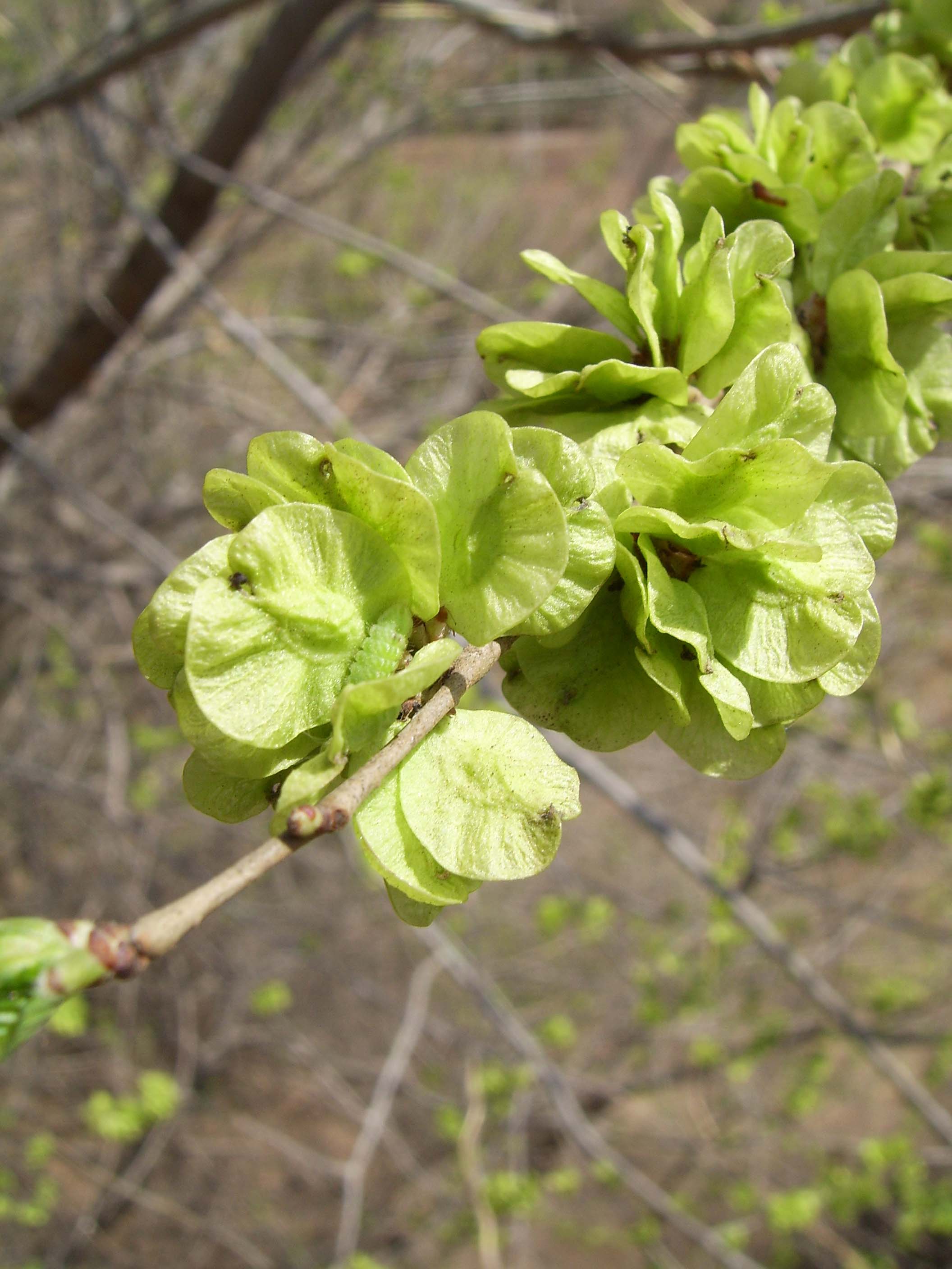 Ulmus pumila