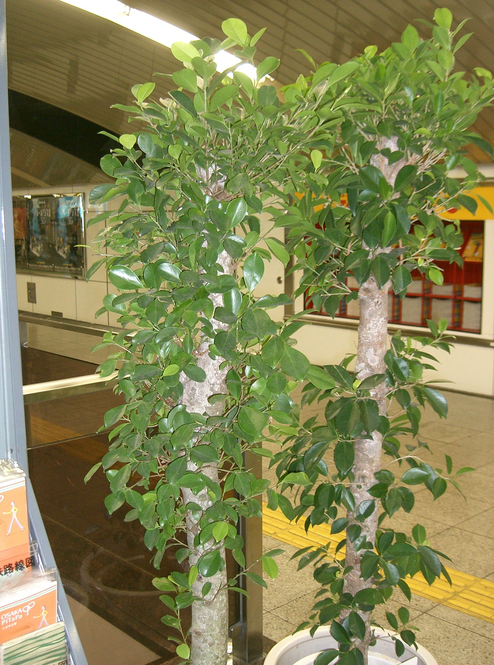 Ficus microcarpa