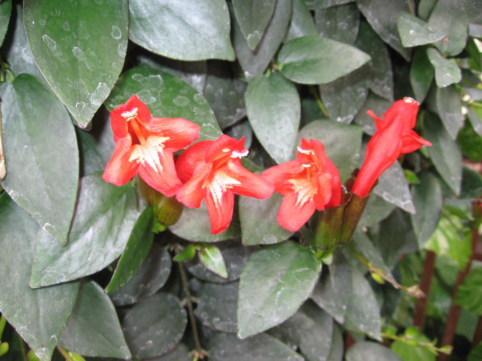 Aeschynanthus japhrolepsis