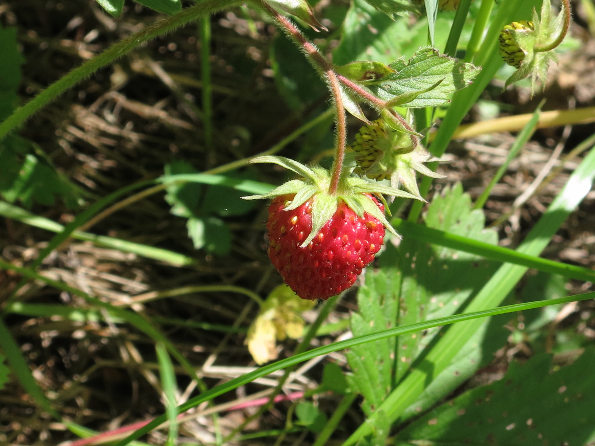Fragaria ananassa