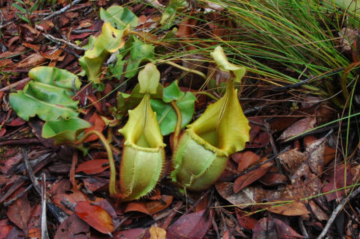 Nepenthes hurrelliana