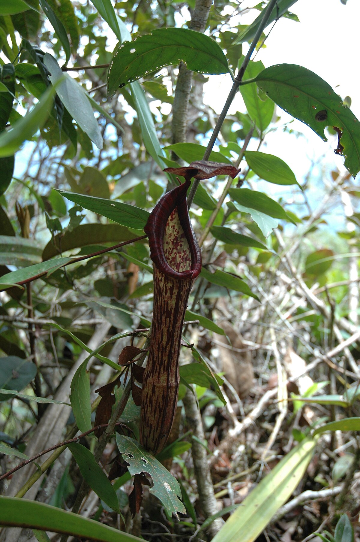 Nepenthes faizaliana growing along the Pinnacles Trail on Mount Api