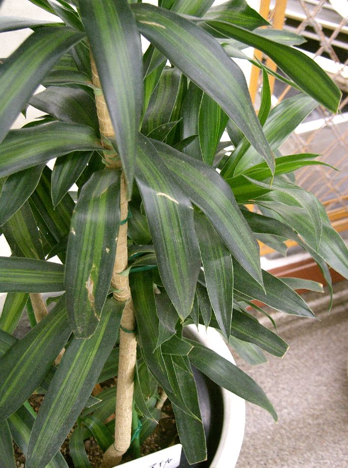 Dracaena reflexa