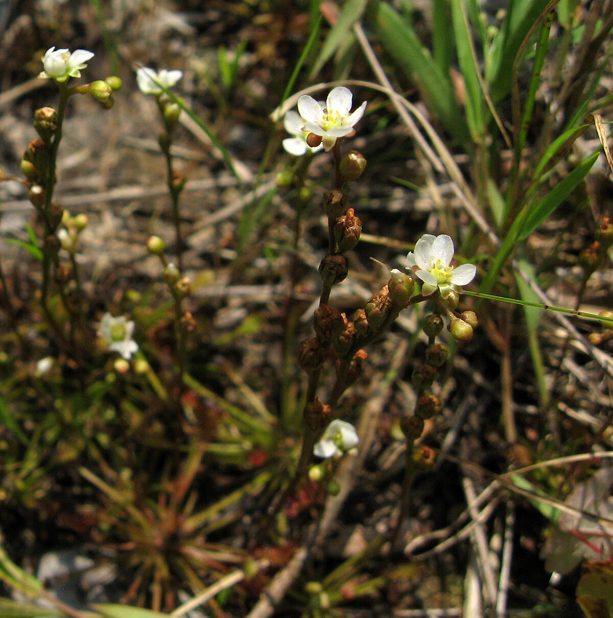 Drosera intermedia