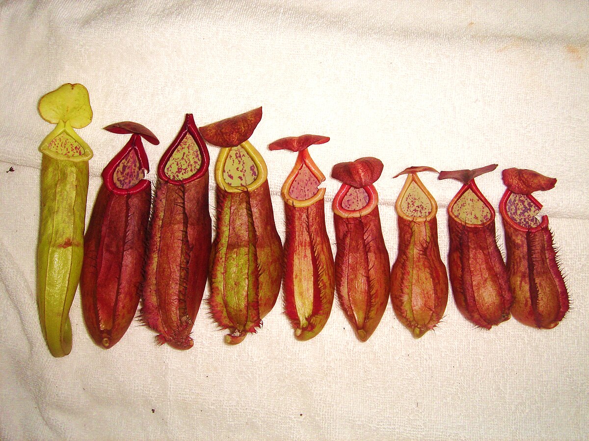 Nepenthes andamana