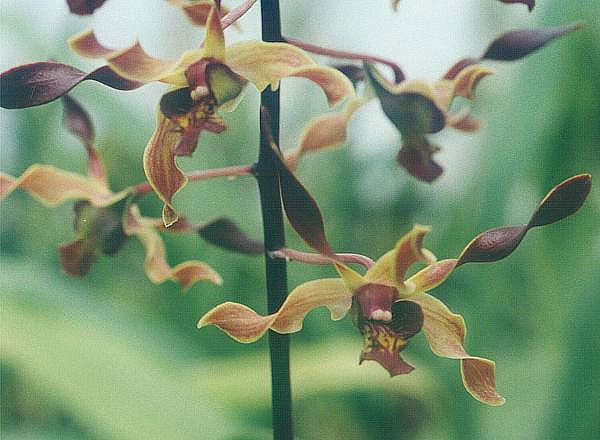 Dendrobium