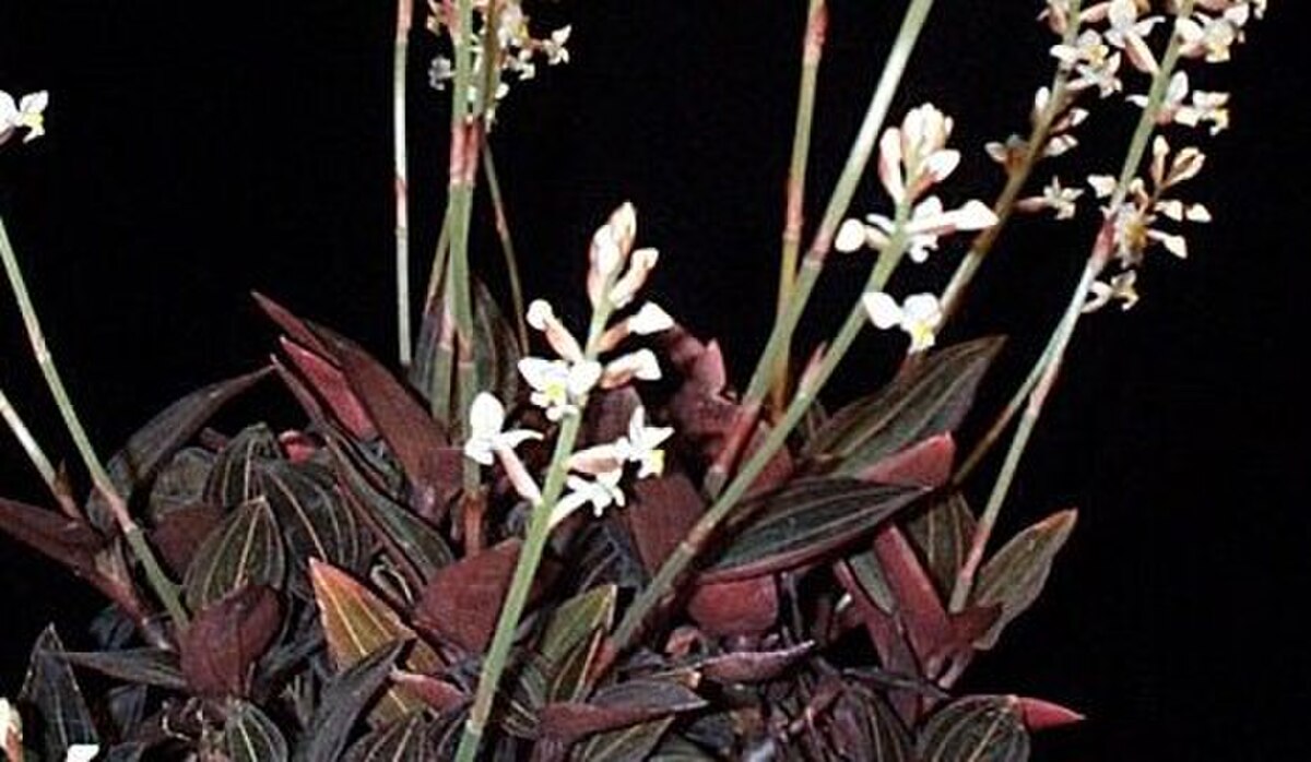 Ludisia discolor