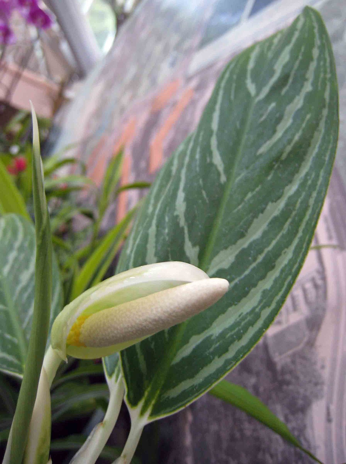 Aglaonema commutatum