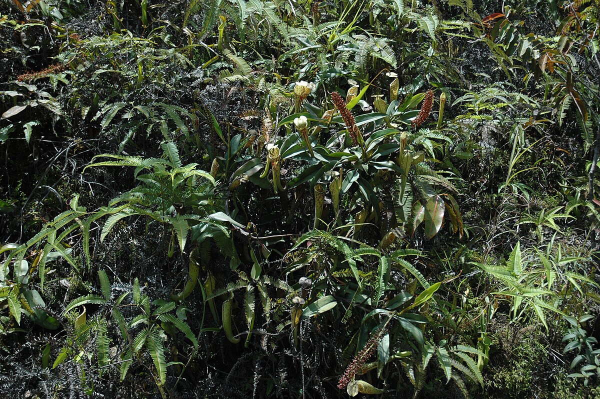 Nepenthes fusca