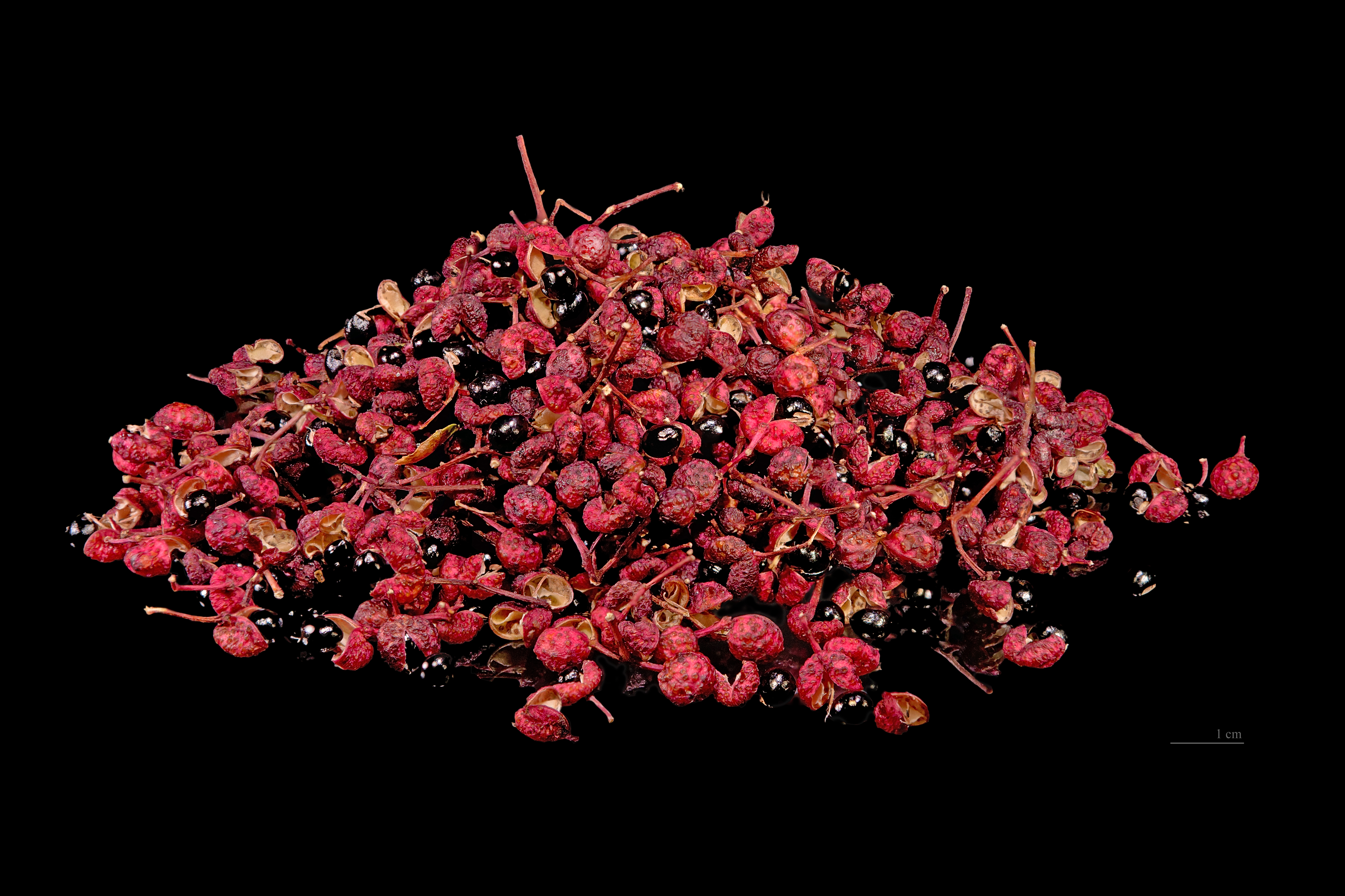 Zanthoxylum piperitum