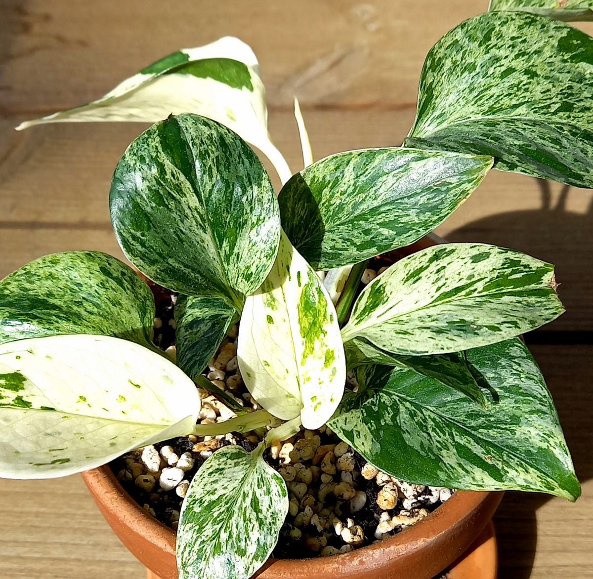 Epipremnum aureum