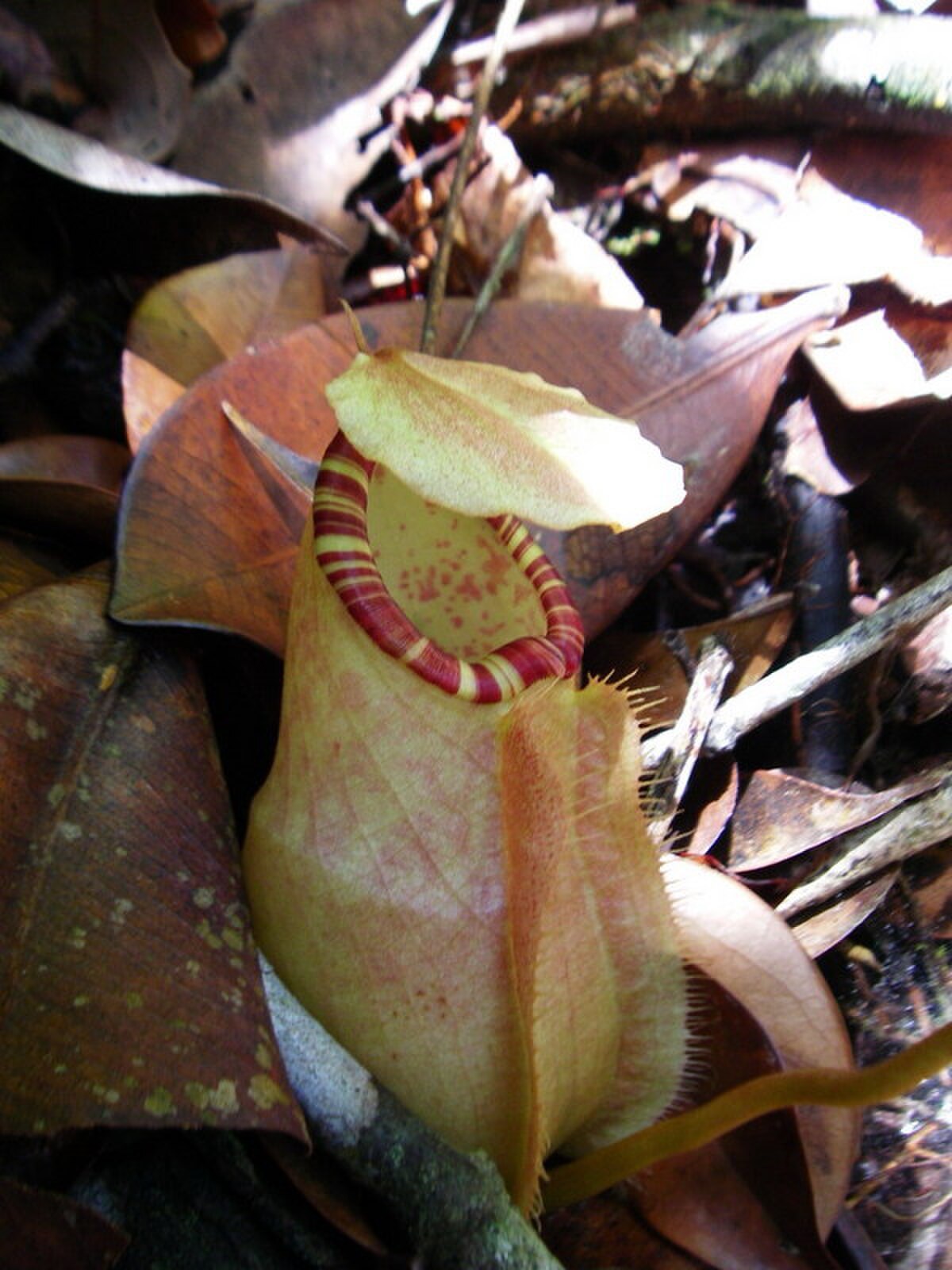 Nepenthes Sumatrana