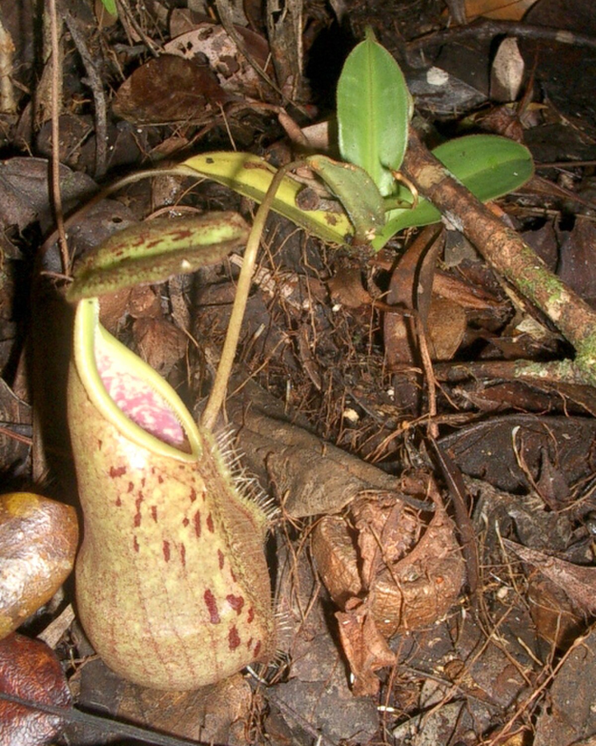Nepenthes rhombicaulis