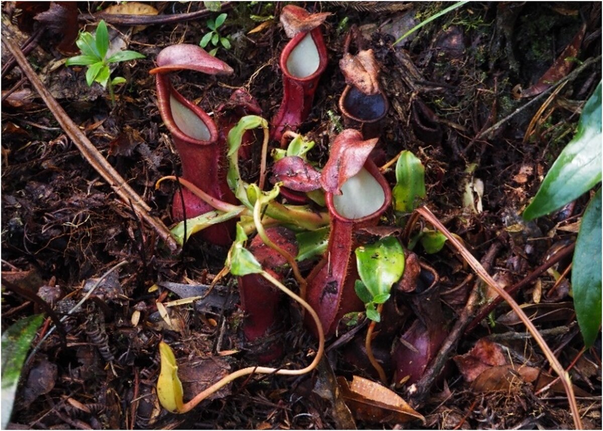 Nepenthes domei