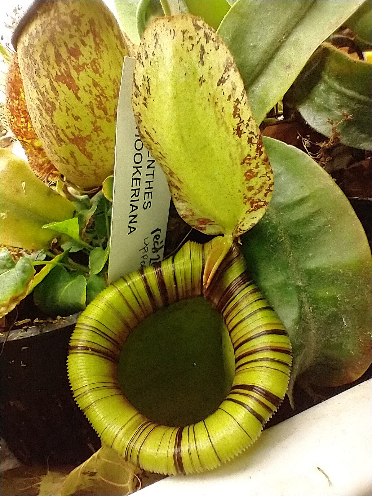 Nepenthes major
