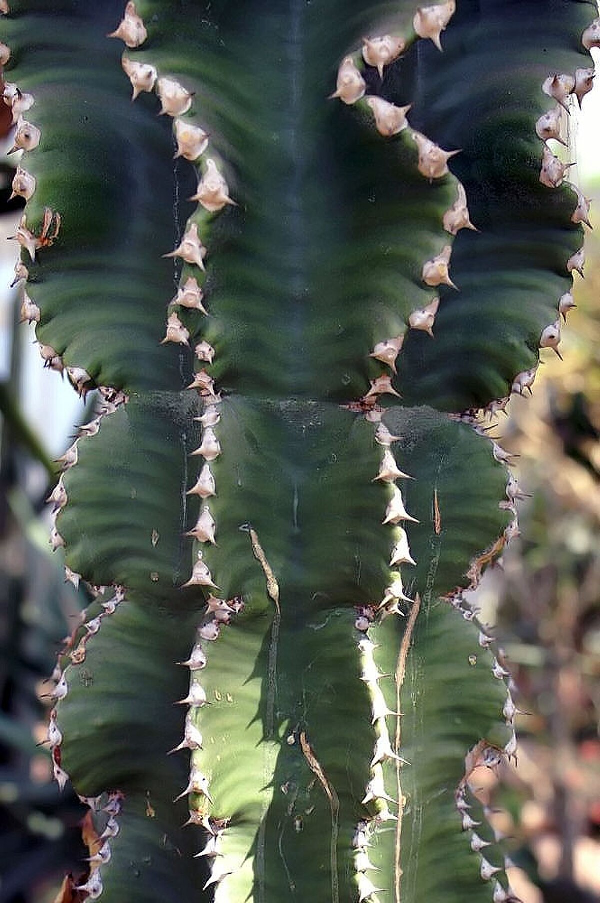 Euphorbia acrurensis