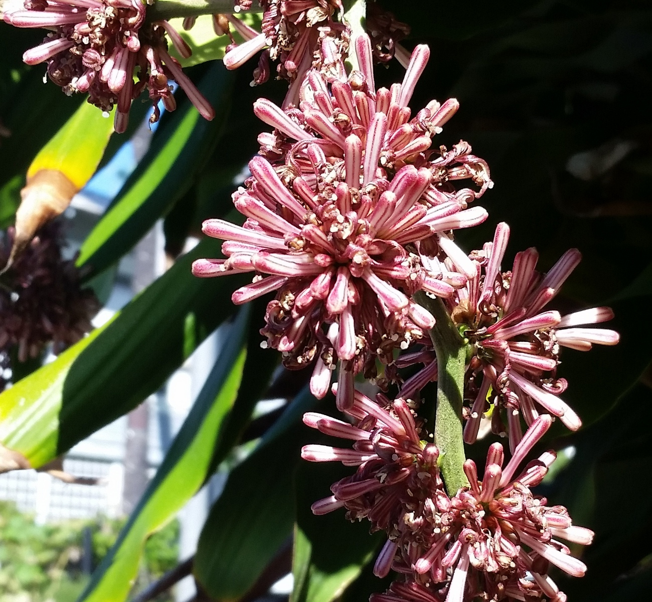 Dracaena fragrans